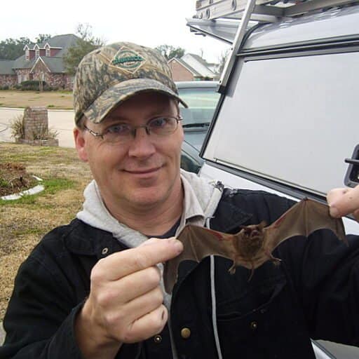 free-tailed bat in hannd