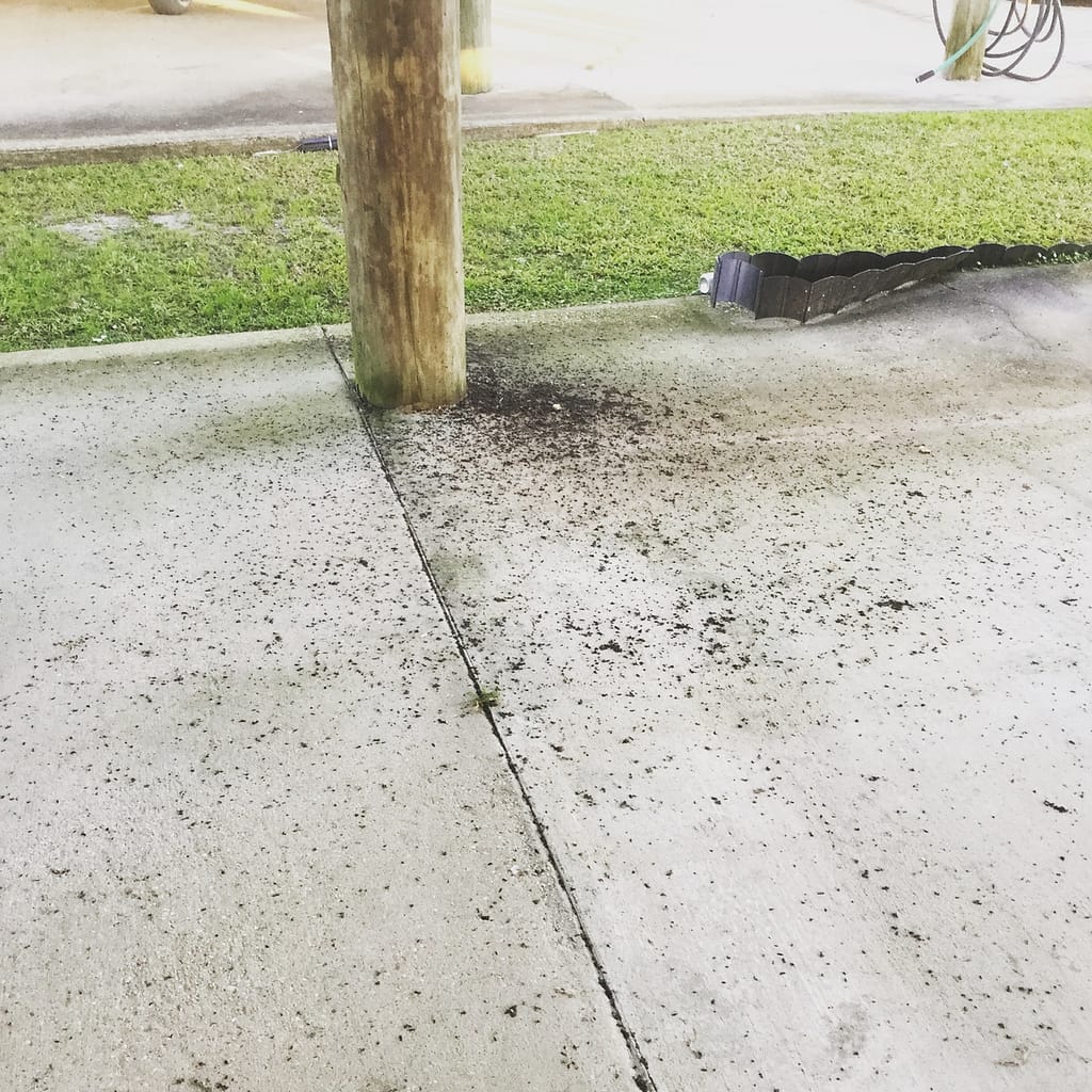 photo of a camp piling with bat guano under it