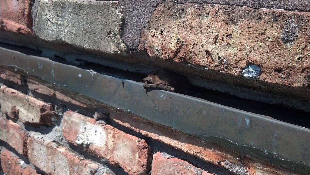 Bat on fireplace photo