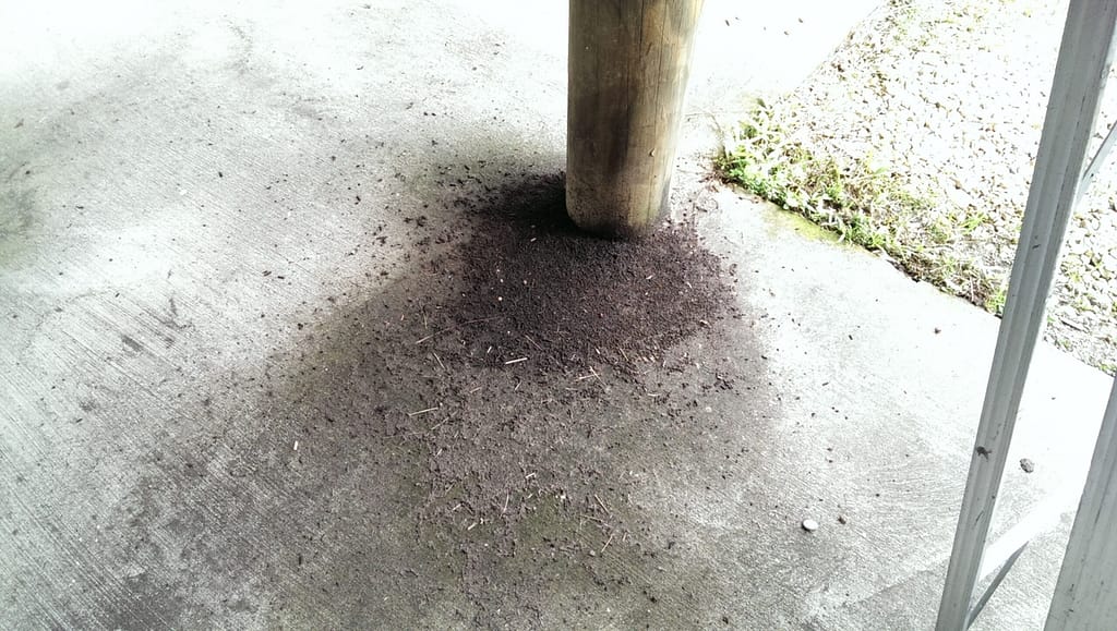 photo of bat guano under a camp