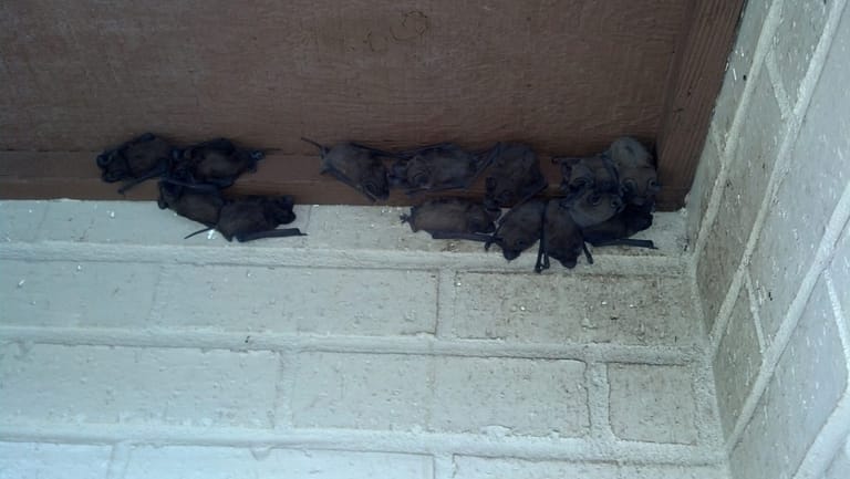 photo of a cluster of bats